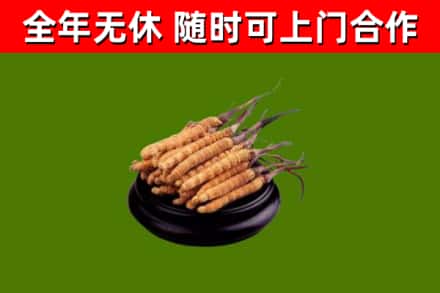 南华回收散虫草